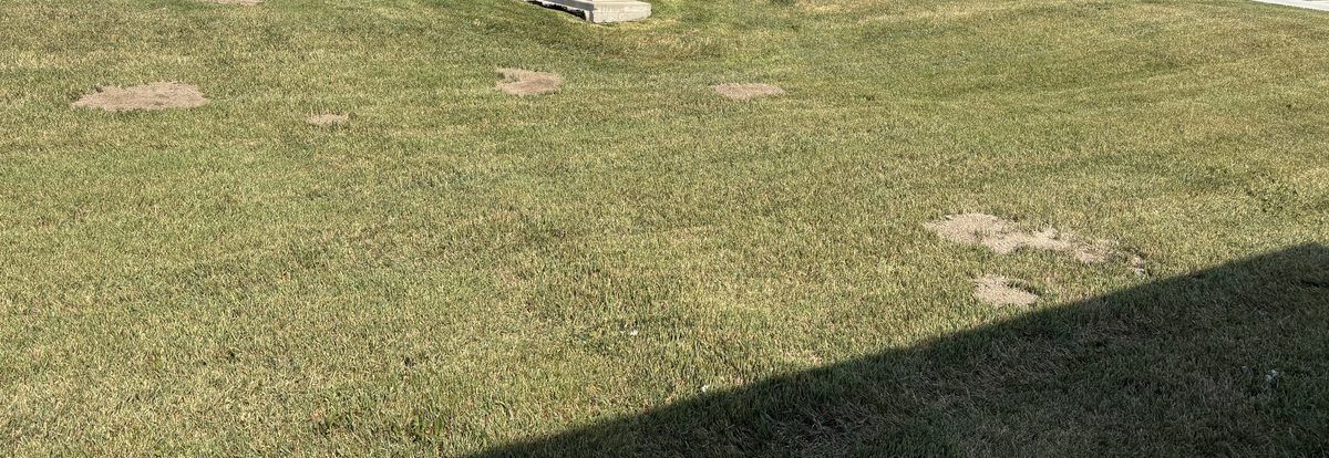 Active gopher mounds across the front lawn