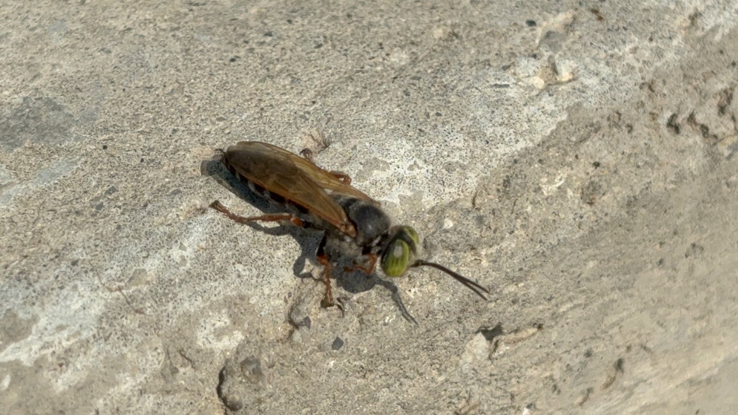 Sand wasp photographed on the property
