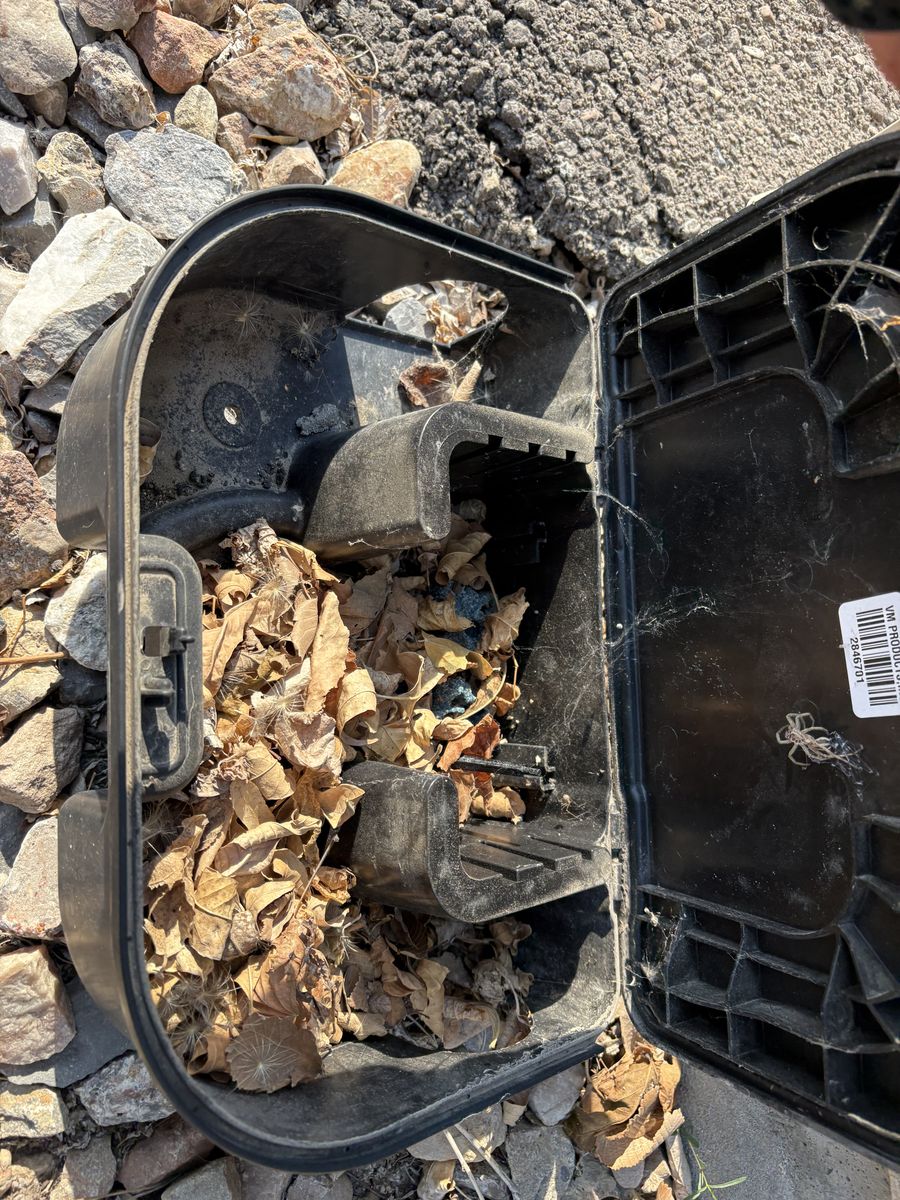 Open bait station packed with leaf litter and degraded bait